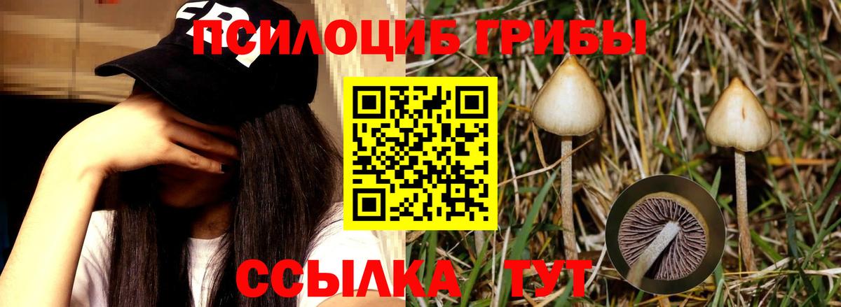 Псилоцибиновые грибы Psilocybe Лабинск